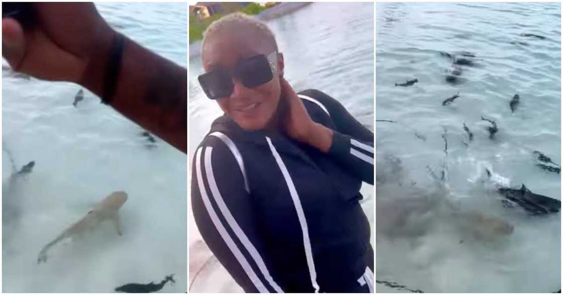 Uche Ogbodo sees sharks Uche Ogbodo sees sharks