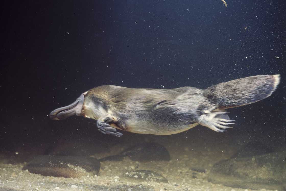 A platypus swimming.