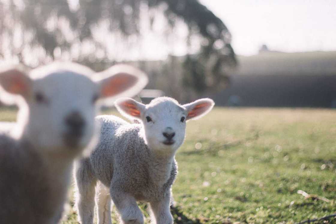 What are the names of animals and their young ones