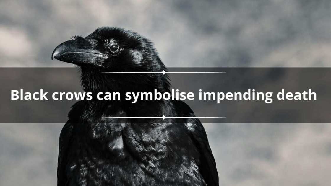 black crow’s spiritual meaning black crow’s spiritual meaning