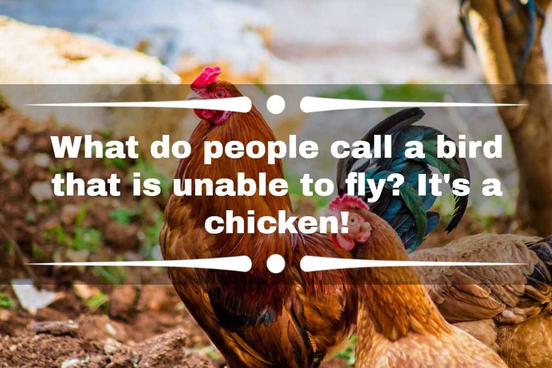 chicken puns chicken puns
