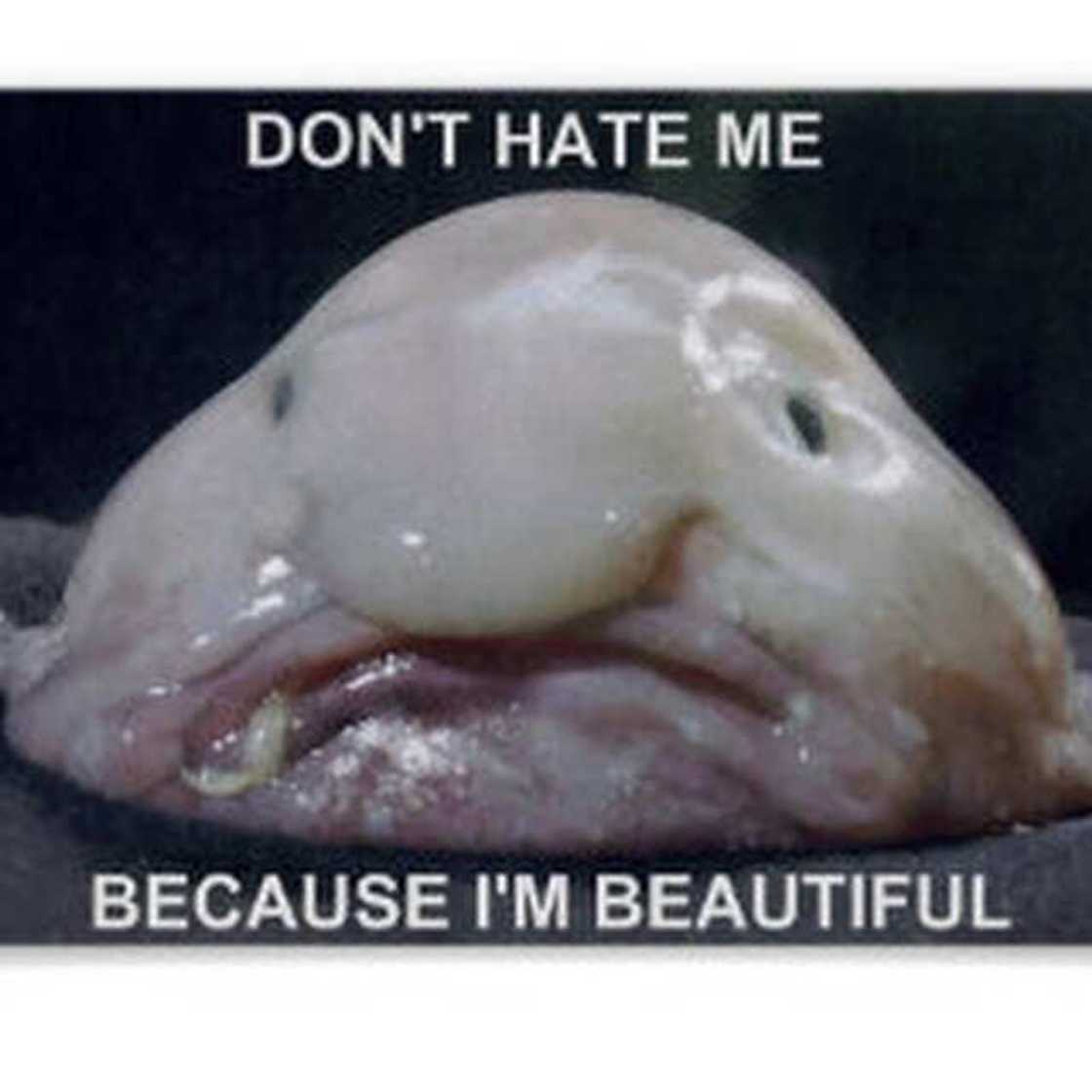 Les Poissons les plus moches du monde : attention les yeux Les Poissons les plus moches du monde : attention les yeux