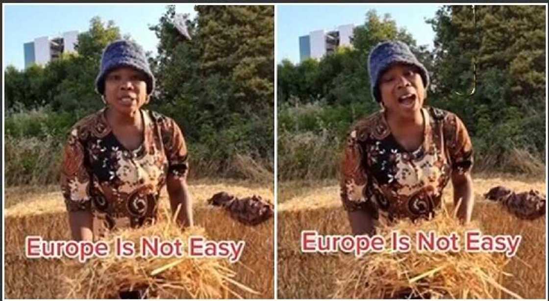 Photos showing a Nigerian woman who works in a farm in Europe. Photos showing a Nigerian woman who works in a farm in Europe.