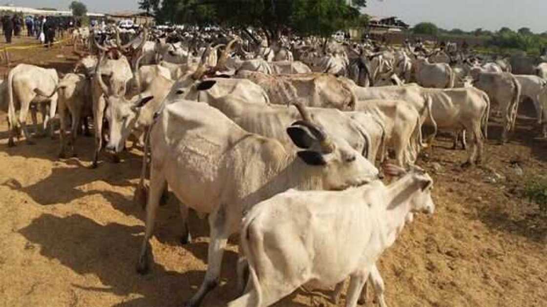 Insecurity, Miyetti Allah, cows, Kaduna Insecurity, Miyetti Allah, cows, Kaduna