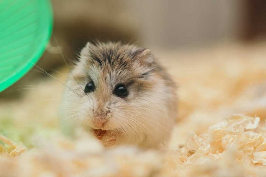 cute hamster names