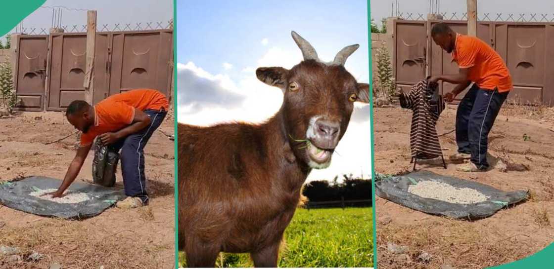 Man protects his beans from goats and chickens.