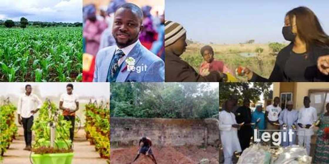 From class to farmland: How agriculture is saving Nigerian youths from massive unemployment crisis (feature) From class to farmland: How agriculture is saving Nigerian youths from massive unemployment crisis (feature)