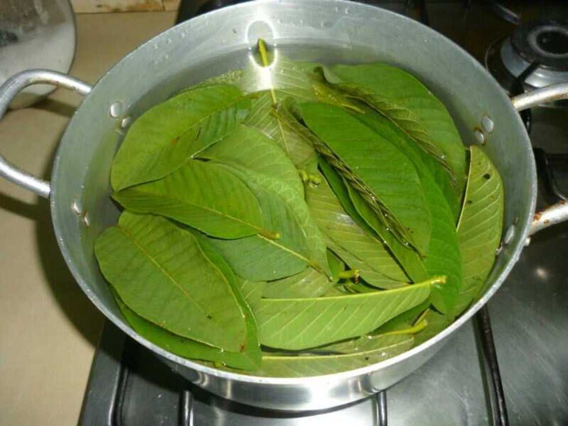 How to prepare guava leaf tea from fresh leaves How to prepare guava leaf tea from fresh leaves