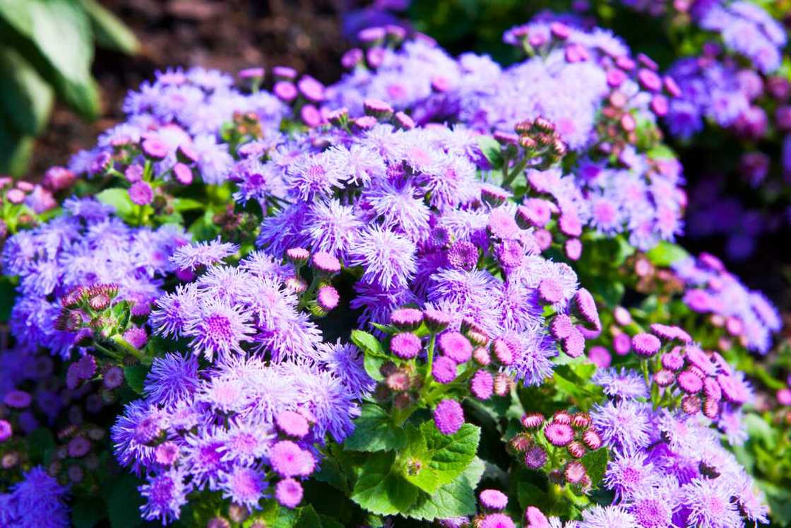 Ageratum violet Ageratum violet