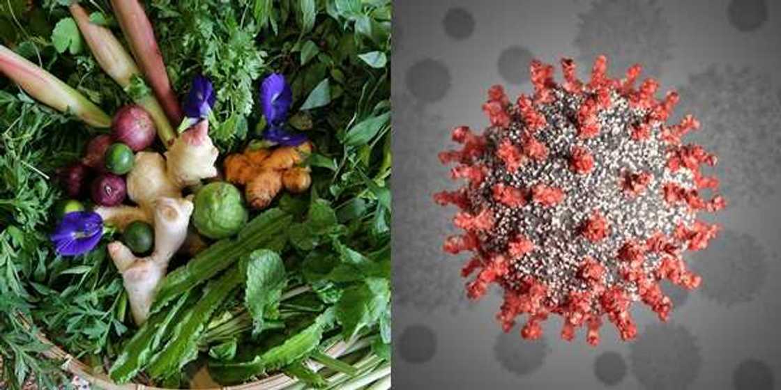 An aikawa hukuma ‘magungunan gargajiyar COVID-19’ domin bincike - PTF An aikawa hukuma ‘magungunan gargajiyar COVID-19’ domin bincike - PTF