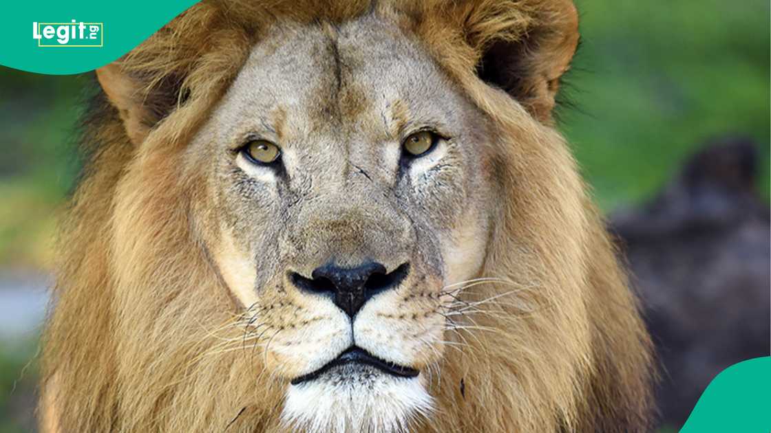 Zookeeper in Thailand dies after being attacked by lions in front of visitors/Five lions kill zookeeper in Thailand/Scrutiny on safari park's animal treatment intensifies after lion attack Zookeeper in Thailand dies after being attacked by lions in front of visitors/Five lions kill zookeeper in Thailand/Scrutiny on safari park's animal treatment intensifies after lion attack