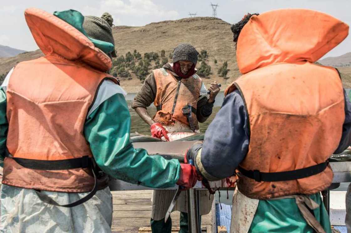 After a difficult start, the fish farm now produces around 800 tonnes of trout annually, mainly for export to neighbouring South Africa After a difficult start, the fish farm now produces around 800 tonnes of trout annually, mainly for export to neighbouring South Africa
