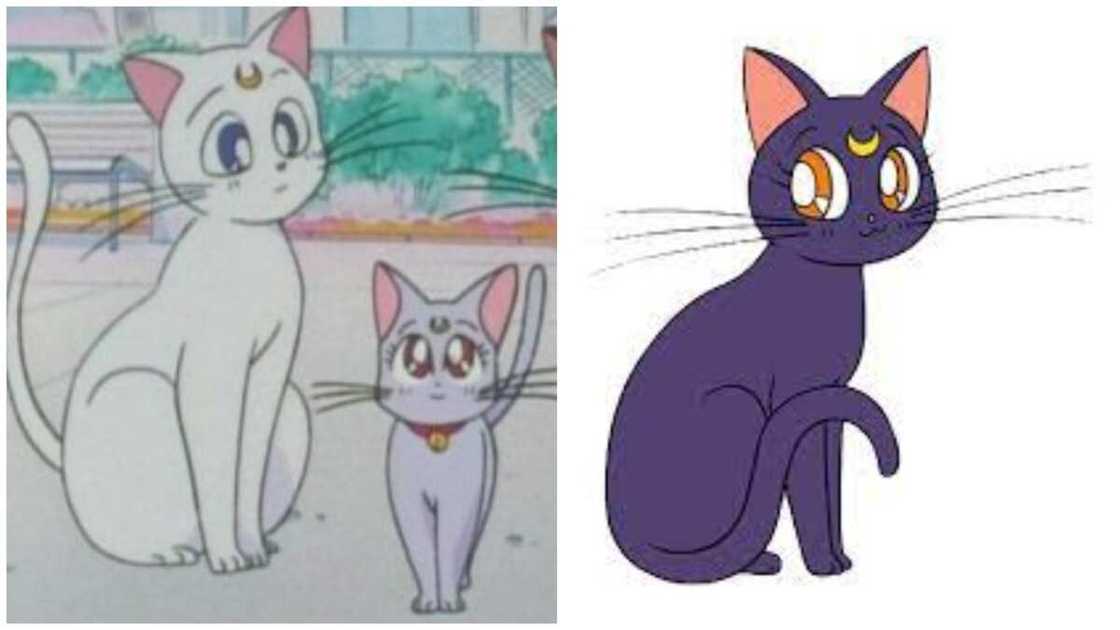 cat anime characters cat anime characters