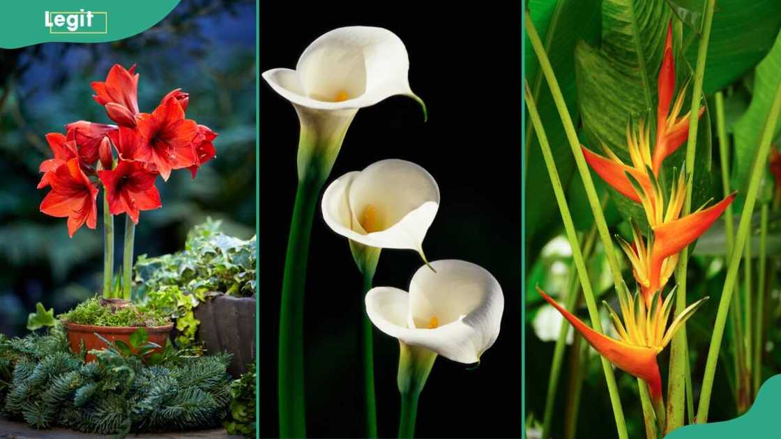 Amaryllis (L), calla lily (C), bird of paradise (R) Amaryllis (L), calla lily (C), bird of paradise (R)