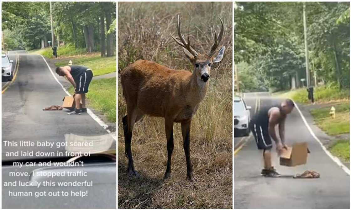 Kind man helps deer out of the road, saves its life