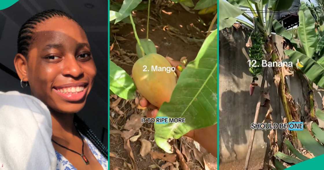Lady flaunts fruit trees in her compound, hails her mum's farming abilities Lady flaunts fruit trees in her compound, hails her mum's farming abilities