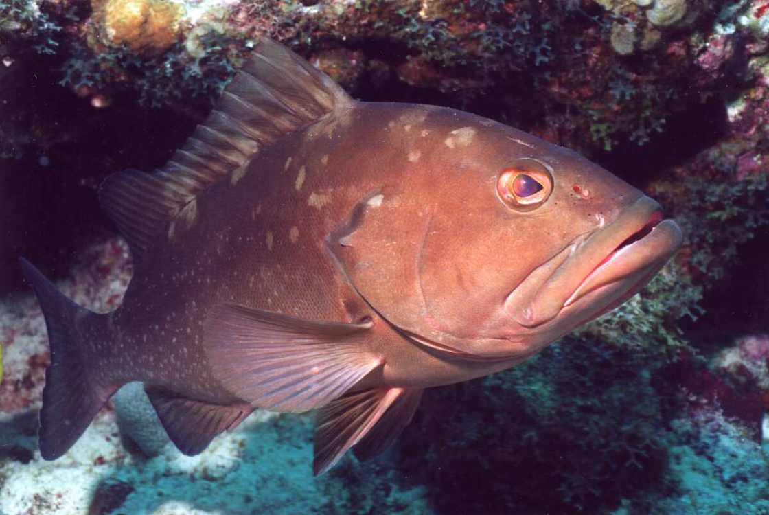 Red grouper Red grouper
