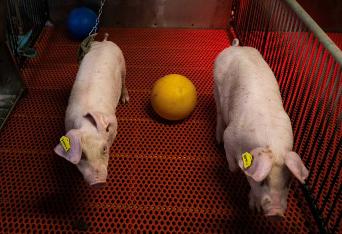 Young genetically altered pigs walk past a ball in their pens at the Revivicor research farm in Blacksburg, Virginia on November 20, 2024