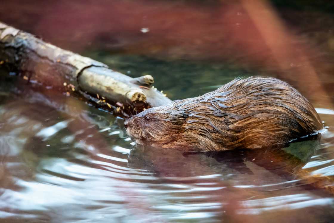 A muskrat in water