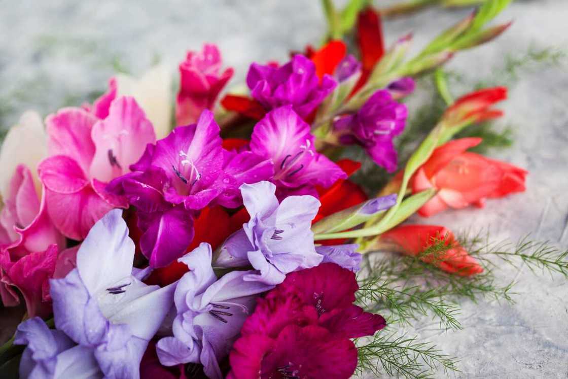 Gladiolus flowers of different colour combination