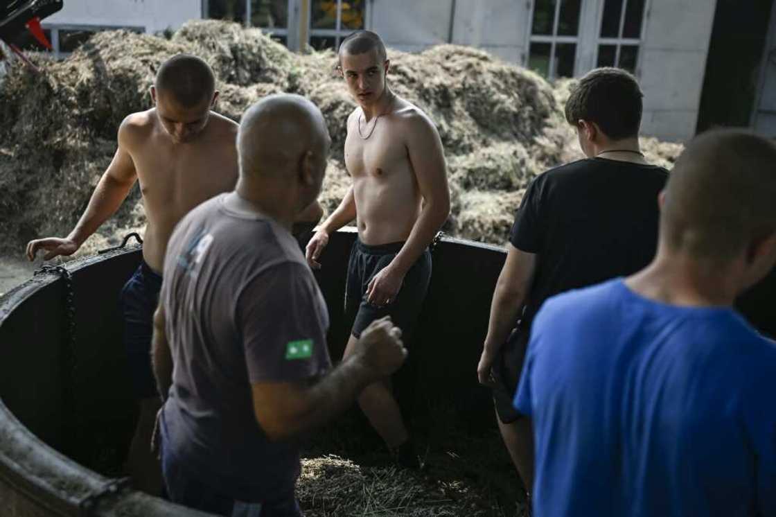 Workers trample lavender flowers before they are distilled