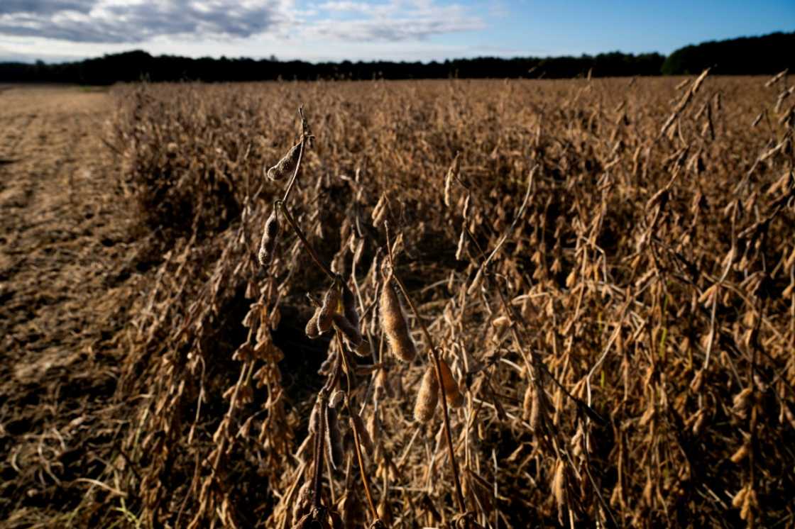 Chinese buyers have held off on new soybean orders from the US autumn harvest