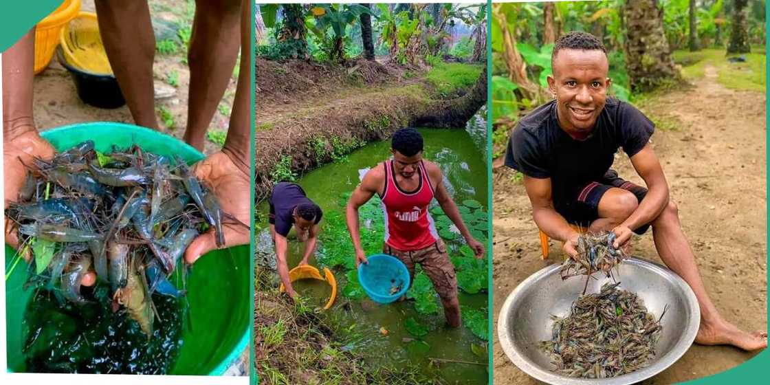 Baptist Amah, shrimp farm