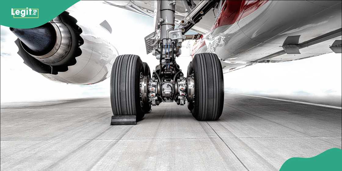 Airport staff quickly spot the intruder near the aircraft’s tyres moments before taxiing.