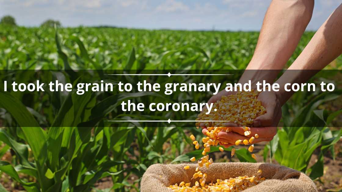 Corn pun one-liners Corn pun one-liners