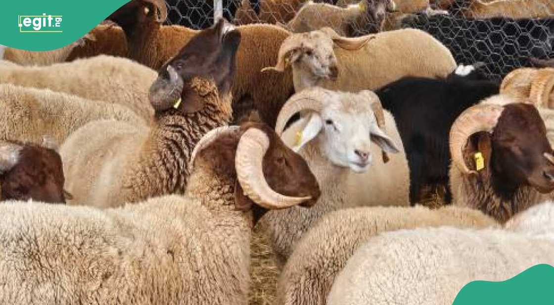 Ragon sallah Ragon sallah