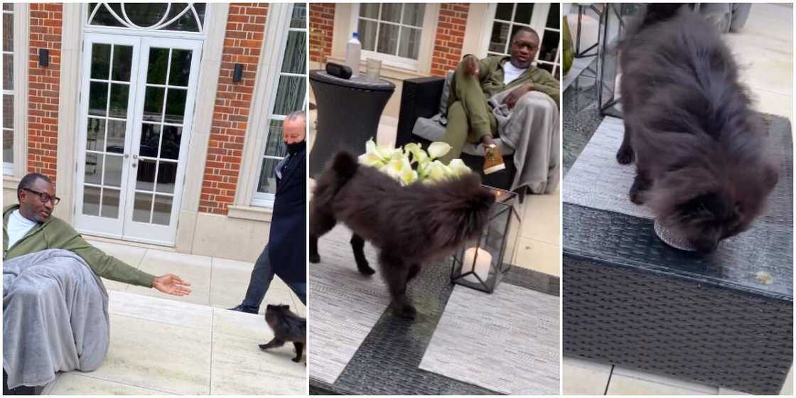 Femi Otedola and DJ Cuppy's dogs Femi Otedola and DJ Cuppy's dogs