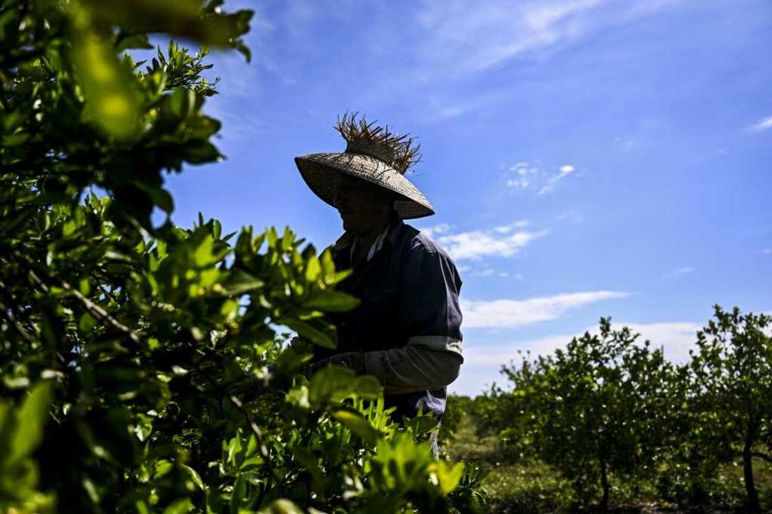 More than 32,500 people hold jobs in Florida's citrus industry, according to officials More than 32,500 people hold jobs in Florida's citrus industry, according to officials
