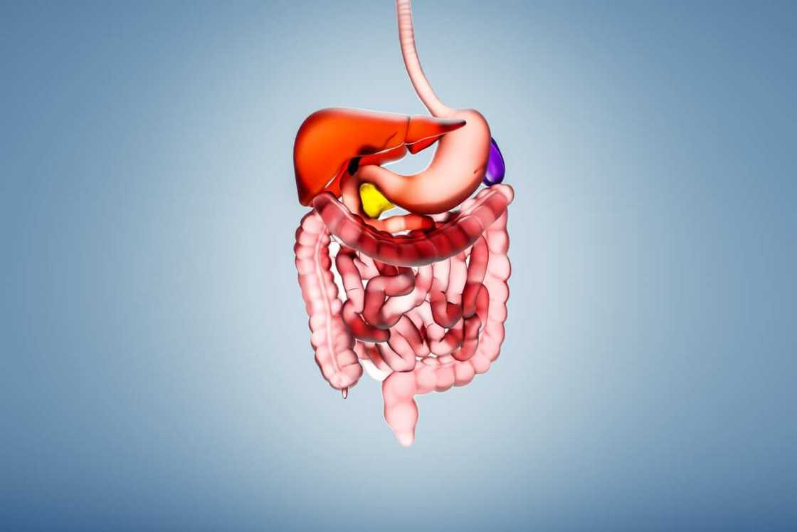 Digital computer illustration of a human digestive system made from a shiny glass texture.