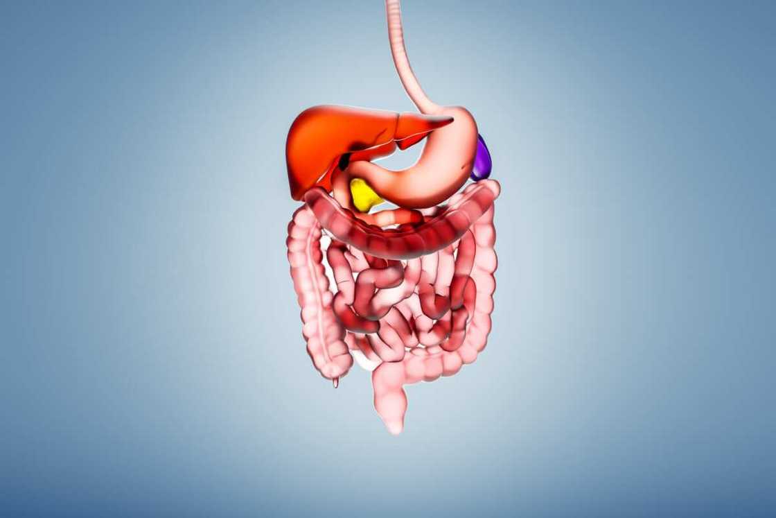 Digital computer illustration of a human digestive system made from a shiny glass texture. Digital computer illustration of a human digestive system made from a shiny glass texture.