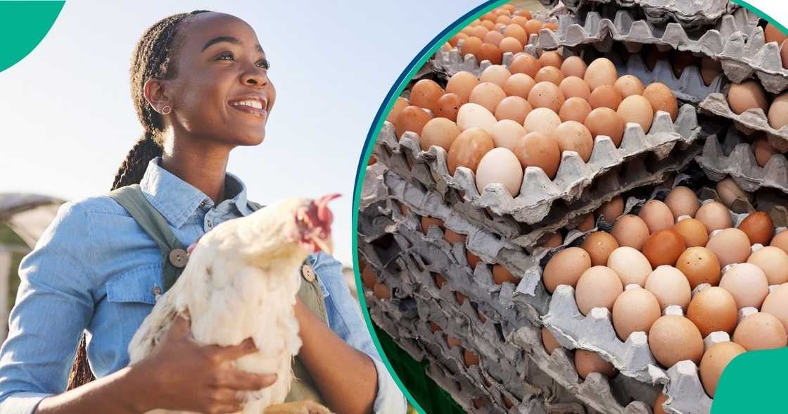 Farmers hope for a drop in egg prices