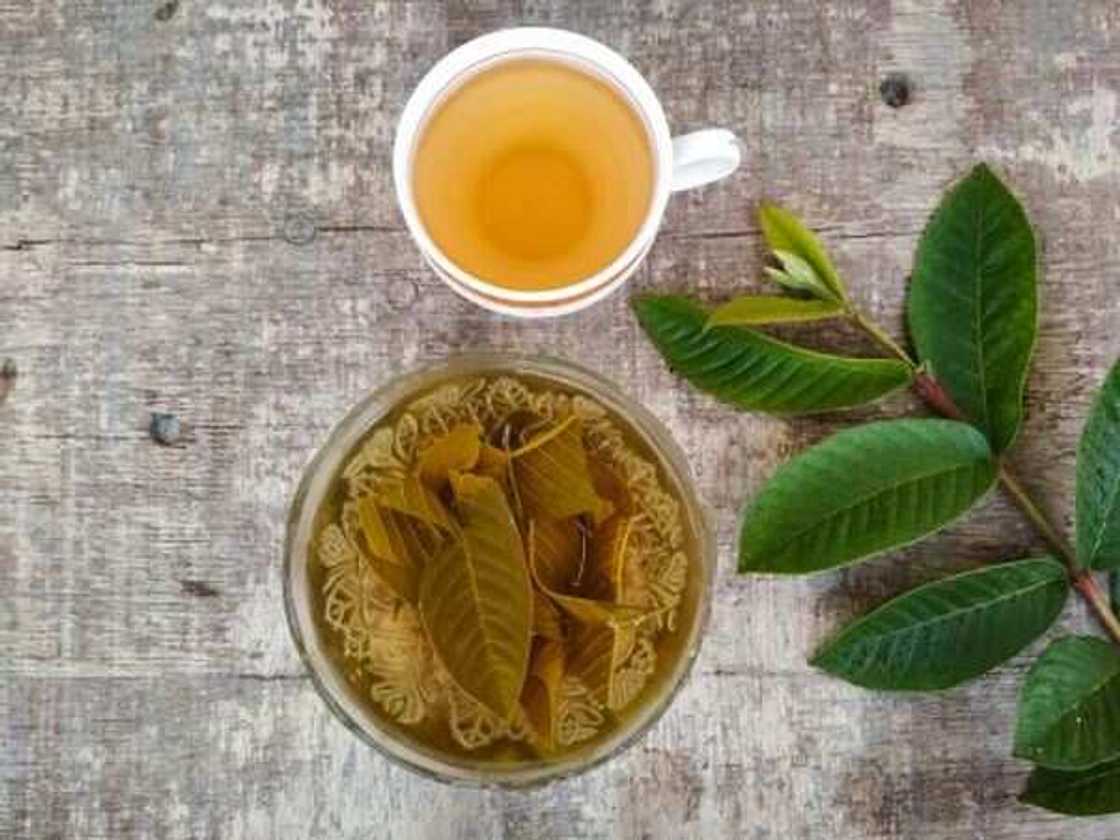Fresh guava leaves tea: how to make this drink to enjoy benefits Fresh guava leaves tea: how to make this drink to enjoy benefits