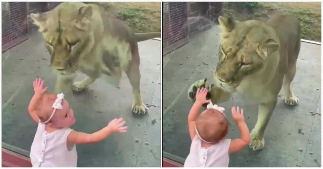 Baby girl playing with lion, scary kid videos, funny kid videos