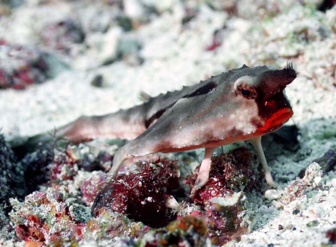 fish picture fish picture