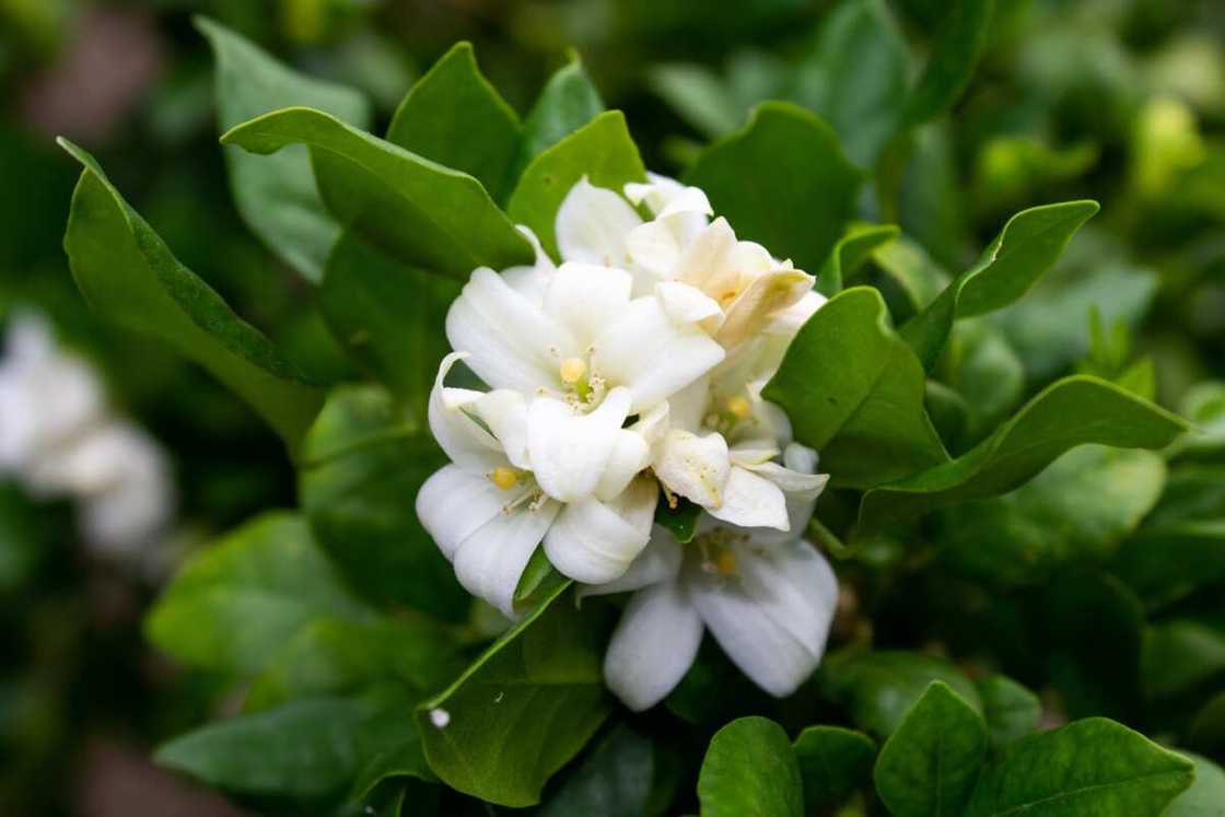 A jasmine flower A jasmine flower