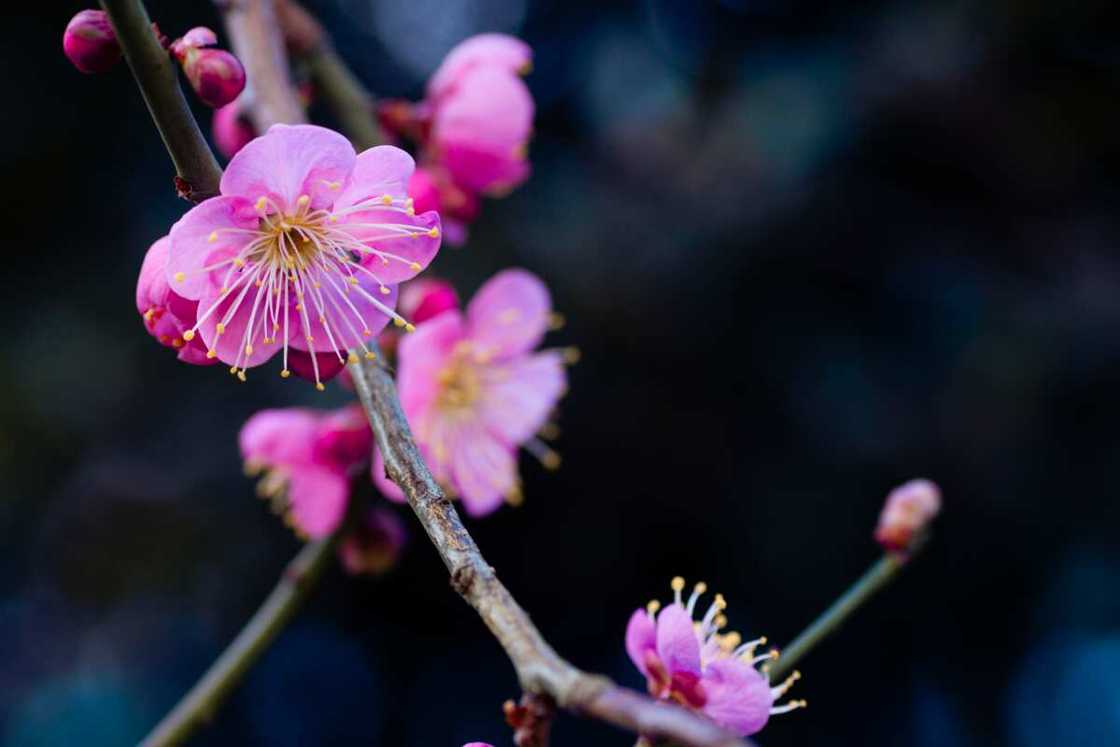 Pink plum blossoms