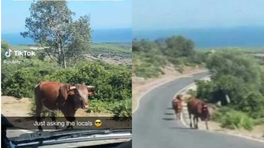 Intelligent cow helps man find his way