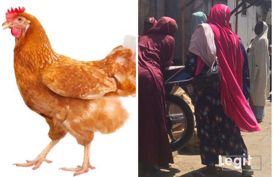 Kai da Kafan Kaji Kai da Kafan Kaji