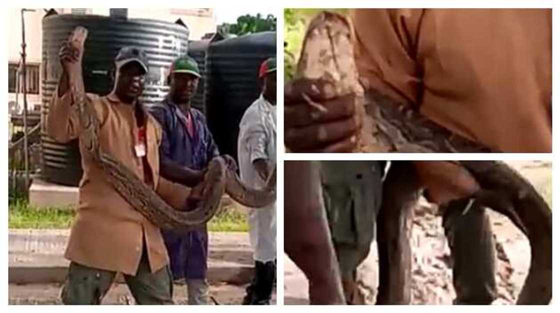 The python was caught in a drainage The python was caught in a drainage