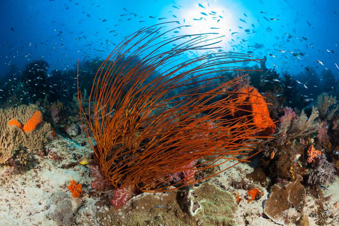 Red Sea Whip bending to the right side due to wind