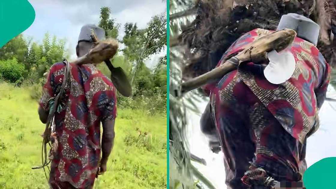 Elderly Nigerian Man Climbs a Tall Palm Tree, Using a Traditional Rope Technique Elderly Nigerian Man Climbs a Tall Palm Tree, Using a Traditional Rope Technique