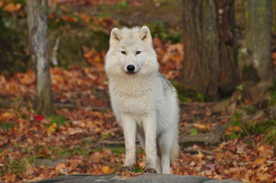 Famous wolf names