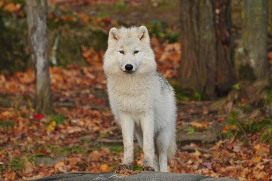 Famous wolf names Famous wolf names