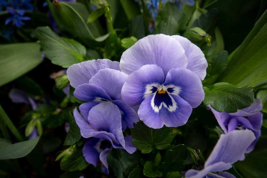 Purple pansies flower