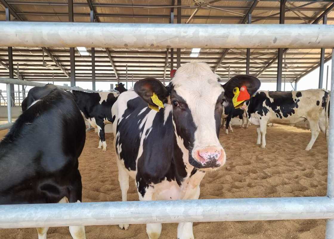 Arla Foods Takes Delivery of 216 Danish Holstein Heifers for the Arla Farm in Kaduna