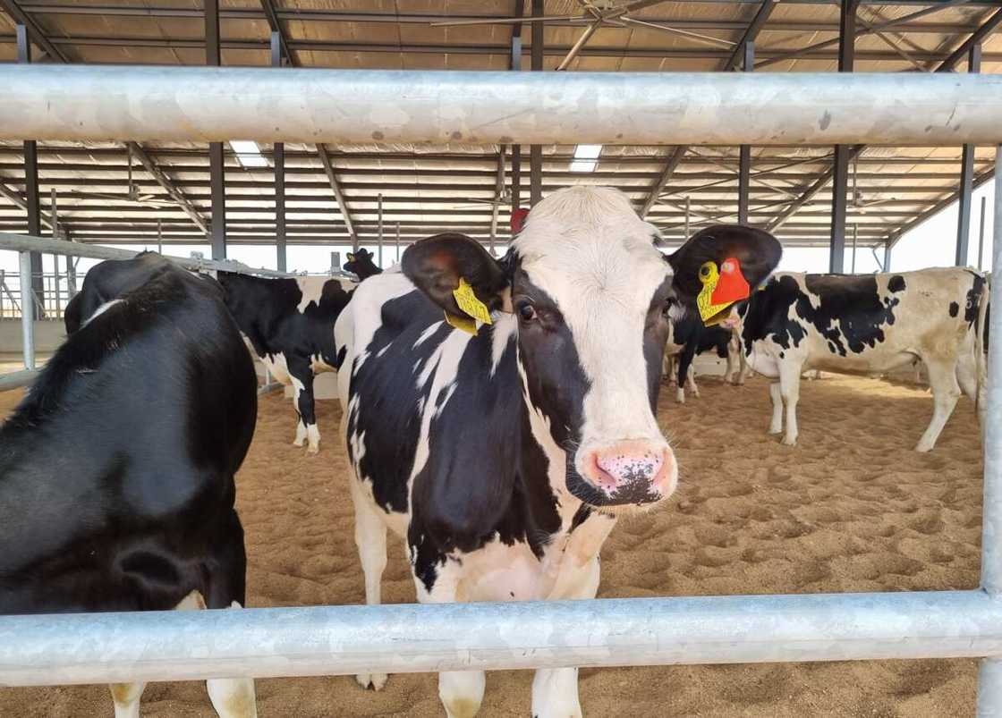 Arla Foods Takes Delivery of 216 Danish Holstein Heifers for the Arla Farm in Kaduna Arla Foods Takes Delivery of 216 Danish Holstein Heifers for the Arla Farm in Kaduna